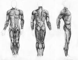 Find the best weight lifting exercises that target each muscle or groups of muscles. Full Body Muscular Body Drawing