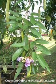 Image result for Clitoria