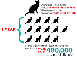 According to how many babies can these pets have in a lifetime?a cat could have 100 kittens in her lifetime so a cat could have 10kg of kittens. Spring Is Sprung