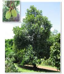 Image result for Artocarpus heterophyllus