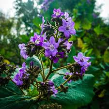 Image result for Wigandia urens