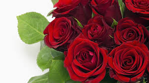 We did not find results for: Red Flowers Hd Wallpapers Hd Images New 1366 768 Rose Image Adorable Wallpapers Red Rose Flower Red Rose Bouquet Rose Flower Wallpaper