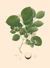 Image result for Strychnos