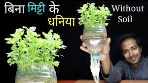 How To Grow Coriander At Home Without Soil Grow Coriander Or Dhaniya In Pot Youtube Growing Coriander Growing Seeds Plants Grown In Water