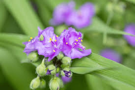 Image result for Commelinaceae