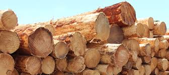Alex timbers is a producer and writer, known for моцарт в джунглях (2014), untitled shakespeare/musical project and toto: How We Sell Timber Forest Products Commission