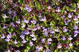 We did not find results for: Tiny Purple Flowers Bloom Vine Plant In Late Spring Stock Photo Picture And Royalty Free Image Image 100982221