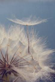 Handmade dried flower necklaces gypsophila dandelion transparent ball pendant necklaces leather rope chain women jewelry gifts. Sale Fine Art Print Dandelion Photo Flower Art Dreamy Art Etsy In 2021 Dreamy Art Dandelion Art Whimsical Art