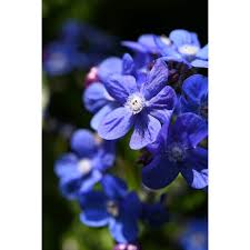 Image result for Anchusa capensis