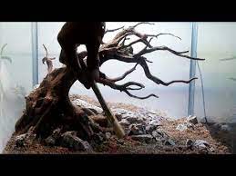 Membuat Bonsai Aquascape Sederhana Dengan Akar Rasamala Step By Step Bonsai Rasamala Wood Youtube Aquascape Aquascape Aquarium Bonsai