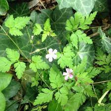 Plant database entry for herb robert (geranium robertianum) with 19 images, 3 comments, and 54 data details. Invasive Herb Robert West Multnomah Soil Water Conservation District