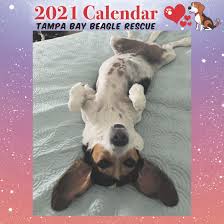 Find the perfect puppy for sale in tampa bay area, florida at next day pets. Welcome To Tampa Bay Beagle Rescue