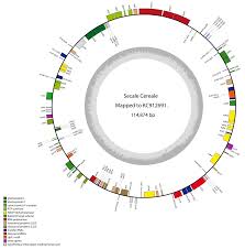 Toward an Investigation of Diversity and Cultivation of Rye (Secale cereale  ssp. cereale L.) in Germany: Methodological Insights and First Results from  Early Modern Plant Material