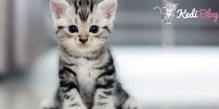 Kedi Yasi Nasil Hesaplanir Kedi Yasi Hesaplama Otomatik Kedi Blog