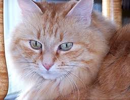 Feline Bladder Stones Kidney Stones In Your Cat Cat Kidney Cat Diseases Pet Safety