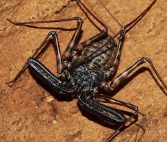 Amblypygi also known as whip spiders or. Tail Less Whip Scorpion Scorpion Insect Collection Insects