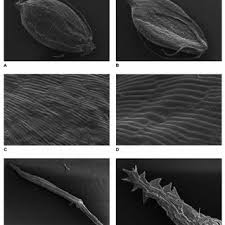 Image result for Schoenoplectus muriculatus