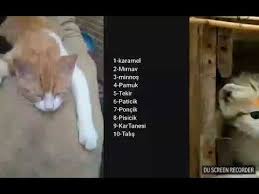 Kedi Isimleri Youtube