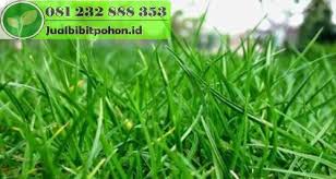 Harga borongan pasang hebel per meter. Jual Bibit Rumput Jepang Harga Grosir Murah Siap Tanam