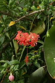 Image result for Hibiscus schizopetalus