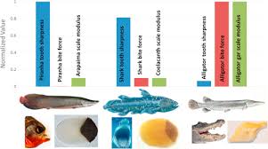 A Comparative Study Of Piscine Defense The Scales Of Arapaima Gigas Latimeria Chalumnae And Atractosteus Spatula Sciencedirect