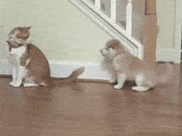screw you i m outta here susse hunde und katzen susse tiere hund und katze