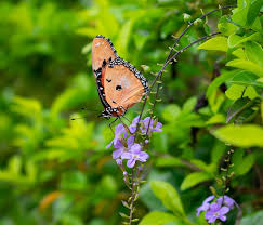 Maybe you would like to learn more about one of these? Pope Products How To Attract Birds And Butterflies To Your Garden