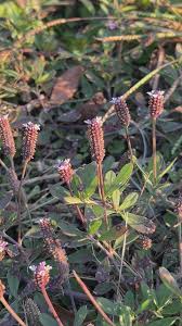Image result for Phyla nodiflora
