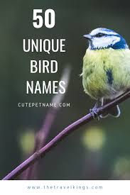 Different Birds And Their Meanings Birds Come In All Shapes And Sizes Meaning You Re Going To Want To Explore Cool And Unique Bird Names Your Feath Cute Pet Names Birds Name List Parakeet Names
