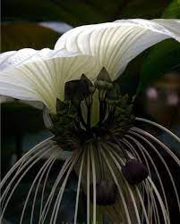 Tacca Nivea A Rare White Form Of The Bat Plant Anggrek Bunga