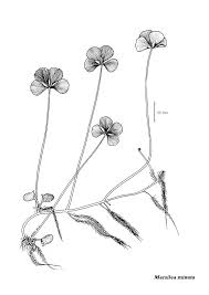 Image result for Marsilea minuta