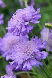 Scabiosa Butterfly Blue Gardenersworld Com Gardenersworld Com Purple Garden Pretty Flowers Amazing Flowers