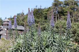 Image result for Exochaenium exiguum