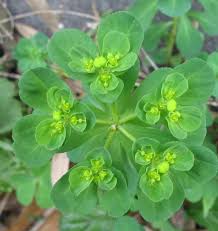 Image result for Euphorbia granulata