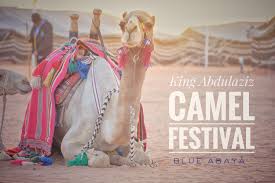 Camel qurbani slaughtering cutting >>. The Camel Festival In Riyadh Saudi Arabia