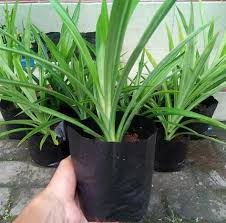 Walau pun begitu ada juga yang dah cuba tanam tapi tak hidup atau tak subur pokoknya. Cara Menanam Daun Pandan Yang Baik Dan Benar Bagi Pemula