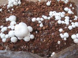 Hackez Votre Supermarche Voici 11 Fruits Et Legumes Que Vous Ne Devriez Acheter Qu Une Seule Fois Dans Votre Vie Si Vous Connaissez Ces Astuces Legumes Perpetuels Astuce Jardinage Astuce Jardin