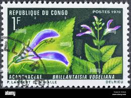 Image result for Brillantaisia madagascariensis