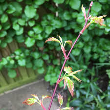 Zoe hayes is an art therapist in philadelphia. Acer Palmatum Ukigumo Japanese Maple Ukigumo Uploaded By Zoehayes