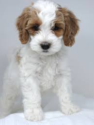 We did not find results for: Labradoodles Of Montana Labradoodle Australian Labradoodle Miniature Australian Labradoodle