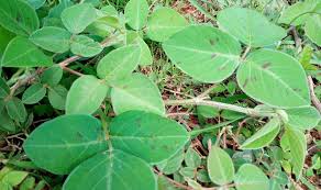 Image result for Desmodium intortum