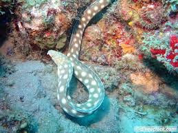 Bestellen sie hier günstig hervorragende champagner aus dem hause taittinger. Dominica Diving In Volcanic Bubbles At Champagne Reef Dive O Clock