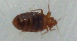 Pest control jensen beach fl. Bed Bugs Pest Control South Florida Pest Control Bed Bugs Bed Bugs Pest Control