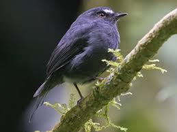 Image result for Ochthocharis