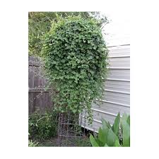 Image result for Rhynchosia galpinii