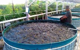 Ikan ini masuk ke dalam ikan hias air tawar yang unik karena corak warnanya, selain itu karakteristik ikan juga ternyata berbanding berbalik dengan namanya. 5 Tempat Budidaya Ikan Air Tawar Yang Baik Di Lahan Sempit Dan Luas