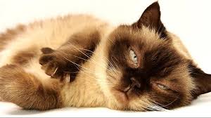 British Shorthair Ozellikleri Nelerdir Yavru Blue Point Ingiliz Kedisinin Bakimi Nasil Yapilir Evcil Hayvan