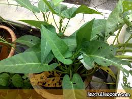 Sebenarnya tanaman ni cukup mudah ditanam dan tak perlu ruang tanah yang luas pun. Berkebun Dalam Pasu
