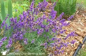 Or if you want lavender to retain its smell for up to one year then i recommend drying it. How To Care For Lavender Plants Get Busy Gardening