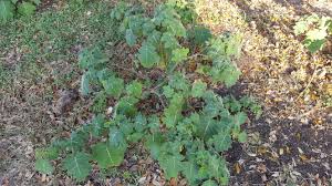 Image result for Solanum viarum